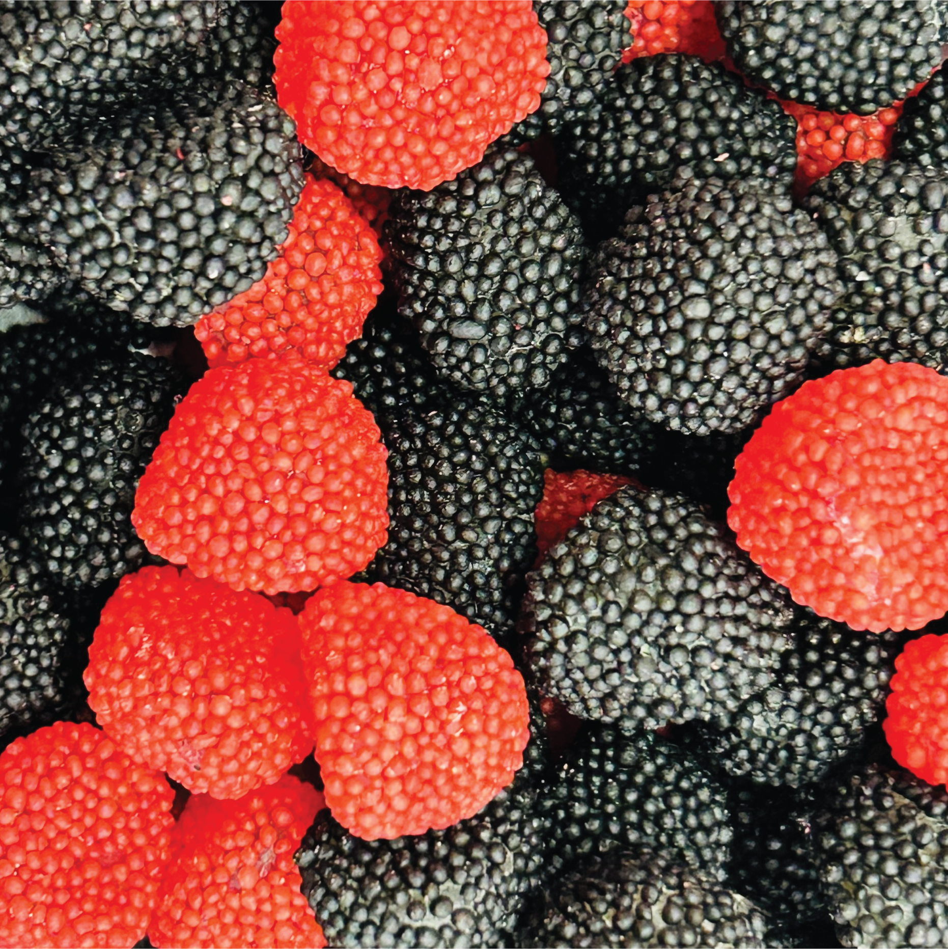 Red & Black Licorice Berries